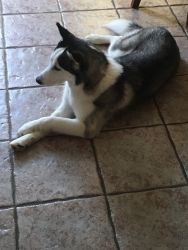 Re-home a7 month old Siberian Husky