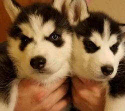 We have 7 Siberian huskies ready in a little less than two weeks.