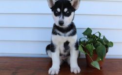 Blue Eyes Siberian Husky Puppies Available for sale