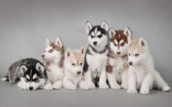 We Have Husky Pups Available For Sale Now