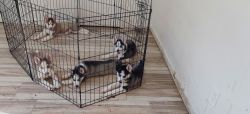 Husky puppies 8 wks today for sale just in time for Christmas!!!
