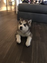 2 1/2 month old male husky