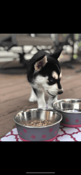 Siberian Husky puppy for Sale