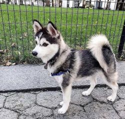 Beautiful female Siberian Husky Puppy in need of a new home