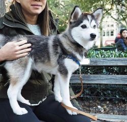 Beautiful female Siberian Husky Puppy in need of a new home