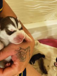 Sebarian husky new born puppy