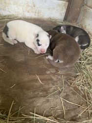 Siberian husky puppies for sale born December 2, 2019