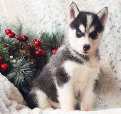 Spunky Siberian Husky puppies available