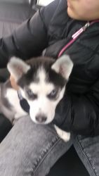 Selling a Siberian husky puppy