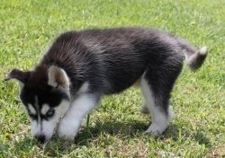 Well Socialized Siberian Husky puppies for sale