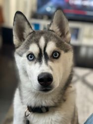 Beautiful Siberian husky puppy looking for forever home