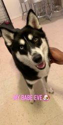 Siberian husky looking for a loving home