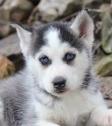 Attractive Reg. Siberian Husky Puppies for Sale