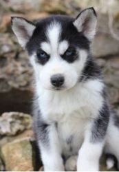 Trained Blue eyes Siberian Husky Puppies Ready