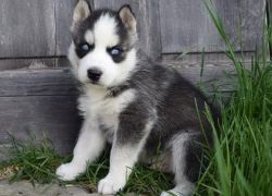 AKC Trained Blue Eyes Siberian Husky Puppies