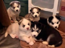 5 Adorable Ful Bred Siberian Husky Puppies