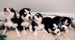 Siberian Husky Pups Needing A Furever Home!
