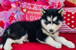 Ready Now!! Siberian Husky puppies for sale