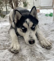 Full Bred 7 Month Old Siberian Husky