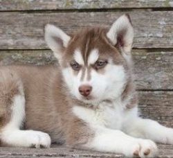 Attractive Husky Puppies Available for Sale