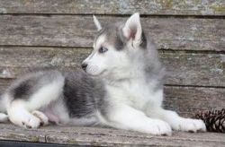 AKC m/f Siberian Husky puppies available