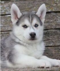 Adorable M/F Siberian Husky Puppies for new homes