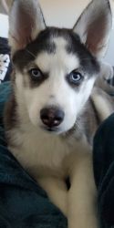 Husky Puppy For Sale
