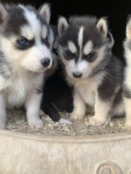 5 week old Husky puppys