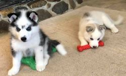 Two Adorable Female Siberian Puppies