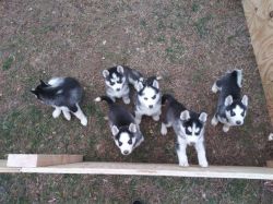 Pure bred huskies for sale