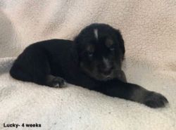 Goberian Puppies for sale