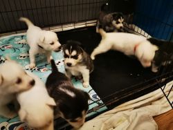 Beautiful AKC Husky Puppies. +xxxxxxxxxxx