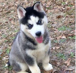 Siberian husky pup akc registered with chip