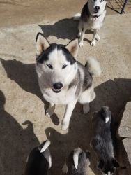 Siberian Huskies ready for new home