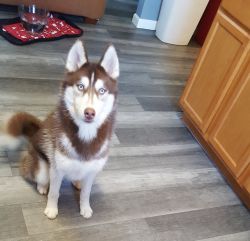 Trying to find a loving home for my husky puppy