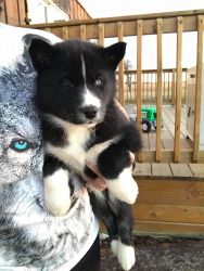 PURE BRED Siberian Husky Puppies!!
