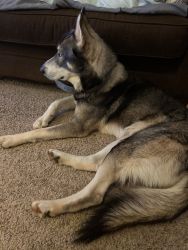 unknown husky type 1 1/2 years old