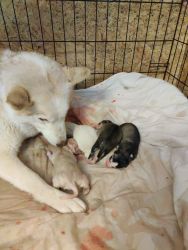 Siberian Husky just born