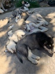 Huskies looking for forever home