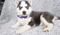 Quality Siberian Husky puppies for sale
