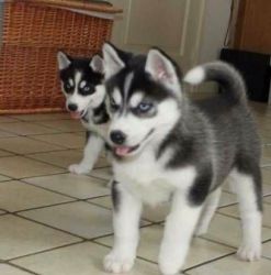 Male and female Siberian Husky puppies
