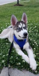 3 month old Husky Puppy