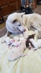 AKC registered Siberian Husky puppies