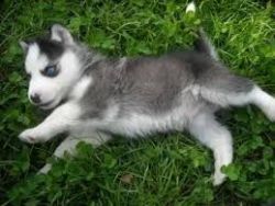 5 amazing full pedigree Siberianhusky puppys