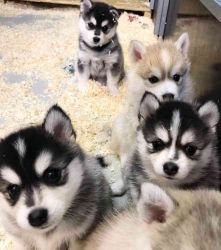 Awesome Pomsky and Huskies Puppies