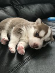 Luna is a baby husky and she could be yours