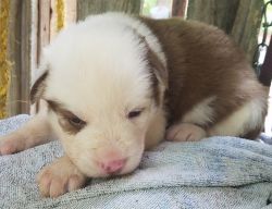 CKC registered Siberian Husky puppies