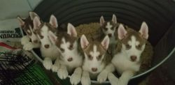 Red Siberian Huskies for sale