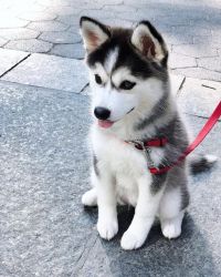 Siberian Husky puppies for sale text (xxxxxxxxxx)