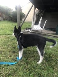 3 month old female husky for sale